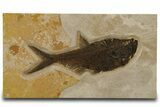 Fossil Fish (Diplomystus) - Green River Formation #383061-1